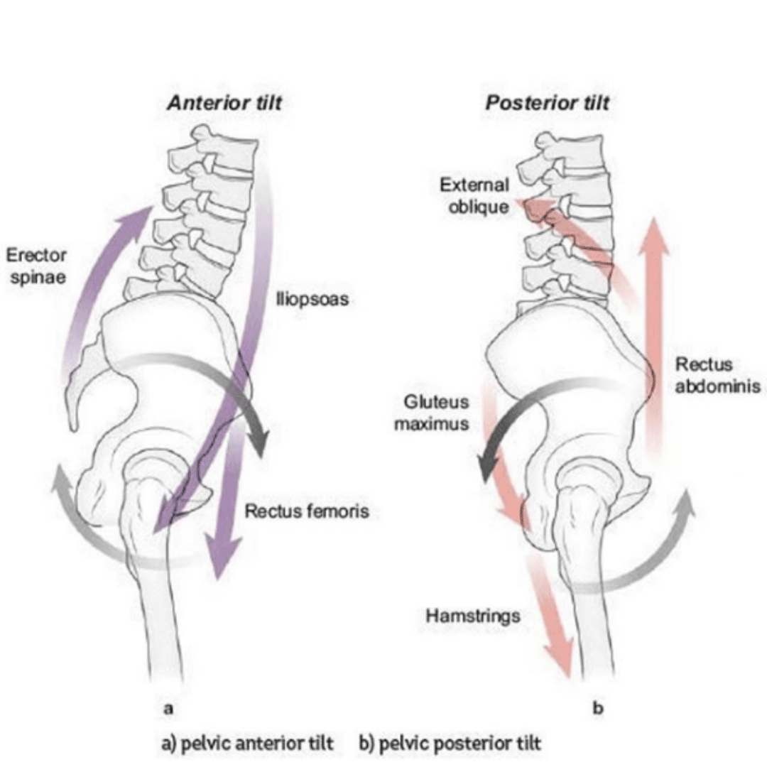 How Pelvic Alignment Plays An Important Role In Training