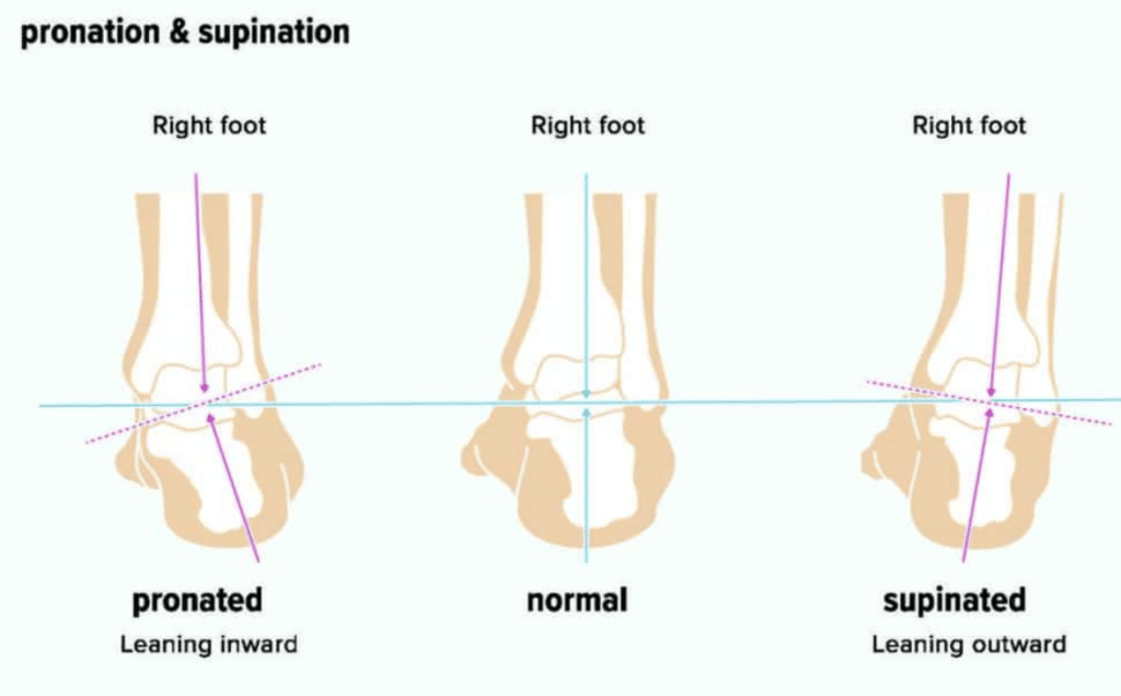 An example of pronation and supination. Notice the placement of the ankle bones compared to the toe